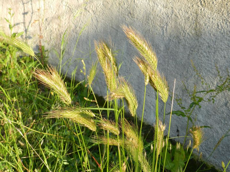 Dasypyrum villosum + Hordeum sp., Poaceae